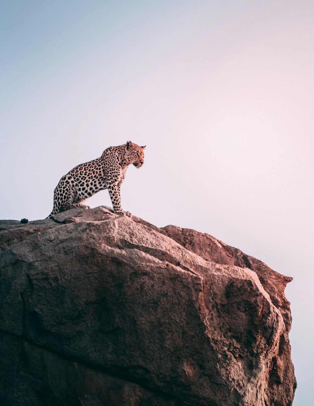 A leopard perched on top of the rock, side view against a clear sky, with light pink and dark gray tones. The high definition photography captures clear details of the majestic figure with a distant background and sharp focus, in the style of fujifilm superia real photo with a large aperture. –ar 99:128