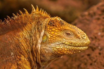 A closeup portrait of the Galapagos land iguana, showcasing its unique yellow and brown coloration with detailed textures on scales, set against an isolated red rock background. The focus is sharp to capture intricate details in fur texture and skin patterns. Soft natural lighting enhances colors and shadows for depth. Canon EOS5D Mark III camera with macro lens, aperture f/8, ISO speed set at 400, exposure time set medium, focusing on capturing essence of these magnificent creatures --ar 128:85