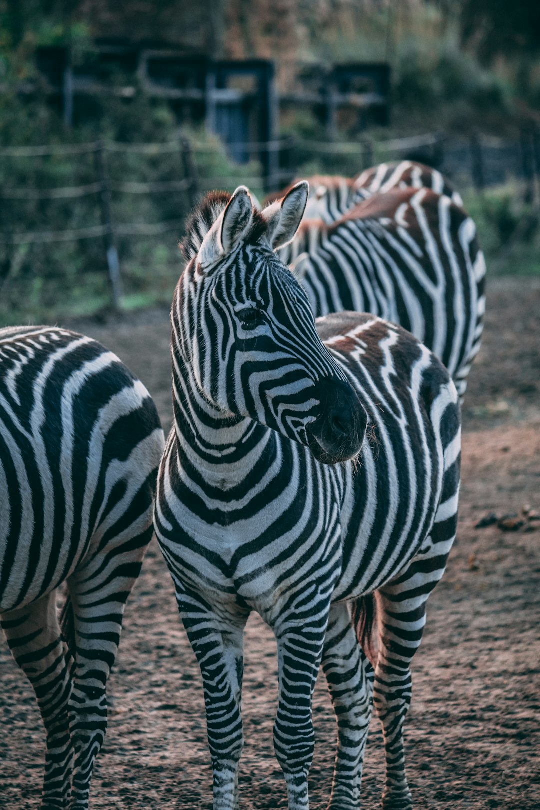 A group of zebras in the zoo, photo taken with Sony A7R IV and f/2 lens, professional photography lighting, cinematic in the style of professional photography. –ar 85:128