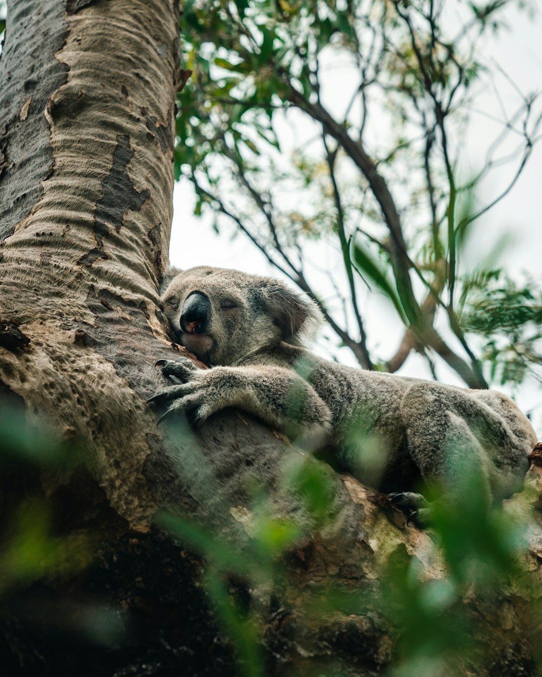 A koala sleeping on the tree, a photo of an animal in its natural habitat, unsplash photography style, in the style of national geographic photo –ar 51:64