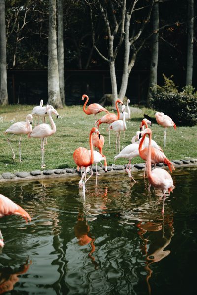A group of flamingos stood in the zoo, with pink and white feathers standing on one leg near water or grassland, in an outdoor environment with trees and green lawns. The photography was in the style of a wideangle lens perspective, with natural light and bright colors, showing the flamingos' playful movements.