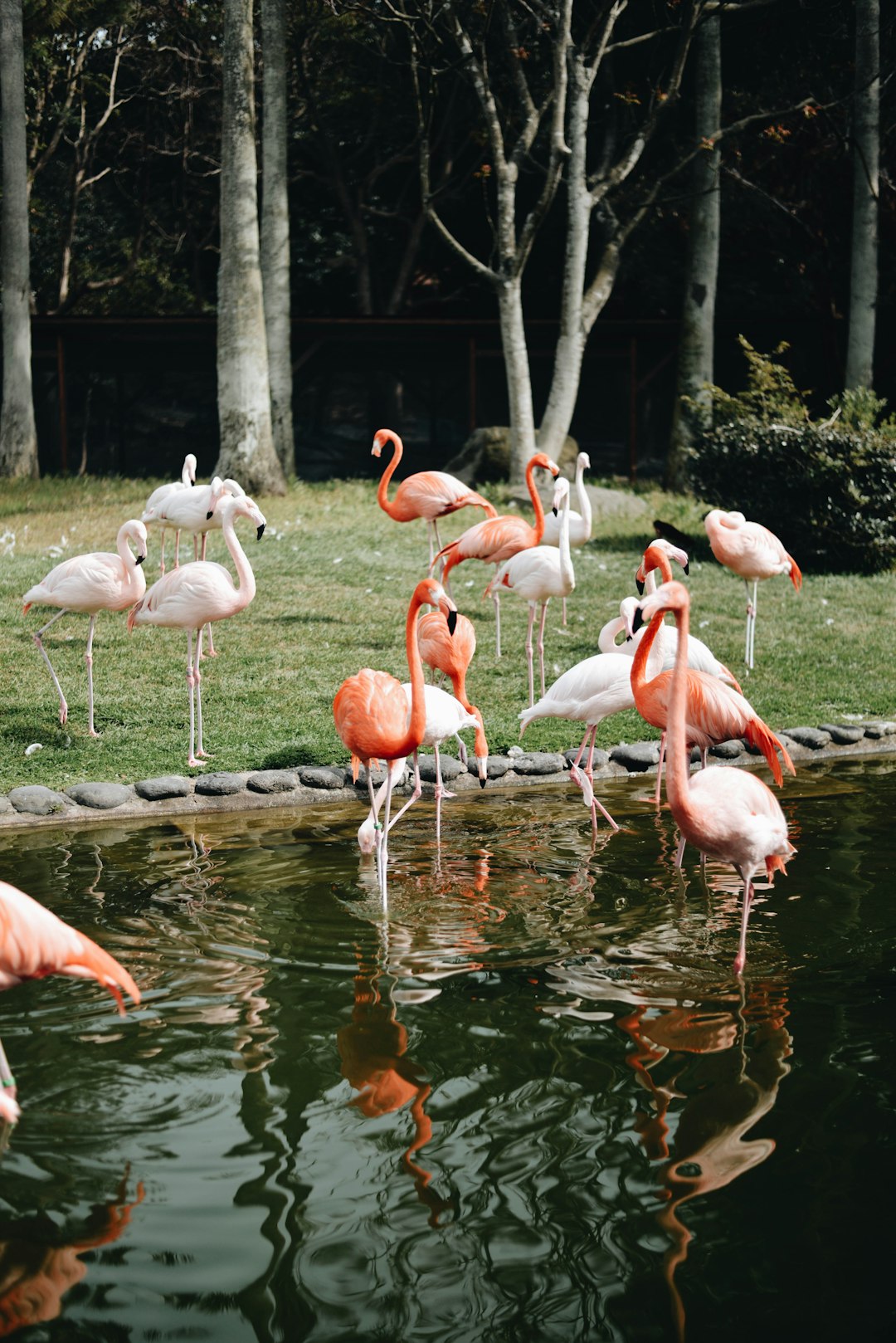 A group of flamingos stood in the zoo, with pink and white feathers standing on one leg near water or grassland, in an outdoor environment with trees and green lawns. The photography was in the style of a wideangle lens perspective, with natural light and bright colors, showing the flamingos’ playful movements.