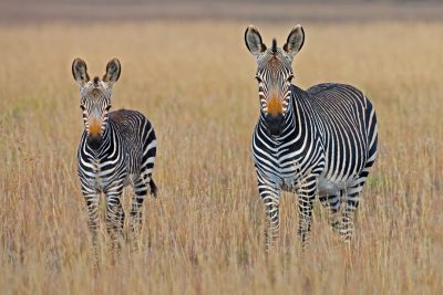 Photo of two Grumman's zebras in the savannah, one adult and another baby, standing side by side on tall grasses. The background is a vast field with brown grass. Capture their detailed stripes and patterns. Use natural lighting to highlight textures and colors. Canon EOS5D Mark III camera with an aperture setting of f/4.0 for shallow depth of field. Focus on capturing both zebra’s expressions and the serene landscape around them in the style of raw -v6. --ar 128:85