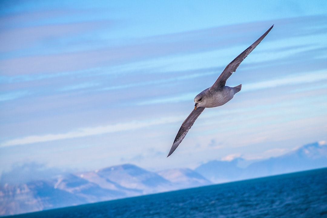 A sea petrel soaring above the ocean, with distant mountains in the background. The bird has gray feathers and is flying against a blue sky with light clouds. There is a sense of freedom about it. Shot in the style of Nikon D850 DSLR camera with a 24-70mm f/3.6 lens, cinematic lighting, high resolution, film grain. –ar 128:85