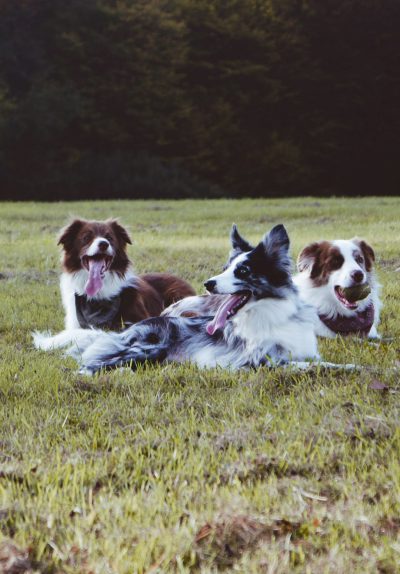 Three border collies laying on the grass, happy and laughing, shot with Kodak Gold 400 film for a stock photo quality. --ar 89:128