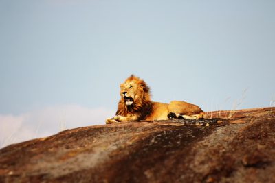 A lion lying on top of an African hill, photographed with a Sony Alpha A9 II and has a shallow depth of field, showcasing its regal presence against a clear blue sky. The scene captures its majestic mane as it lounges atop the rock, embodying power in the style of nature's grandeur. Shot from a low angle to emphasize both it and the surrounding landscape. --ar 128:85