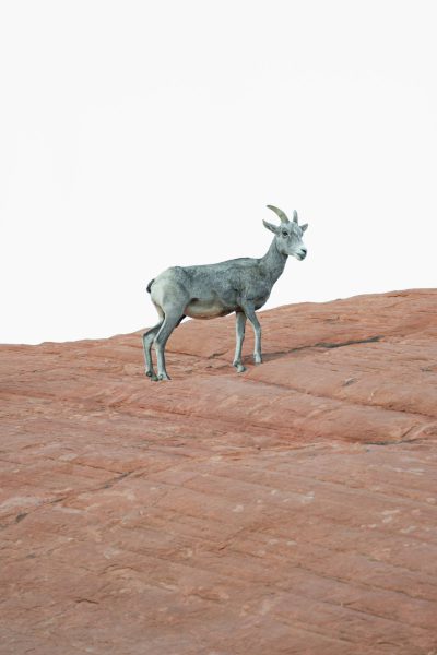 A bighorn sheep standing on the edge of an orange rock, photograph in the style of [Martin Parr](https://goo.gl/search?artist%20Martin%20Parr), white background.