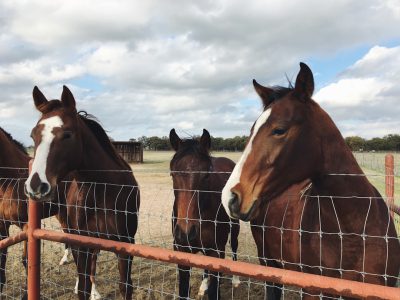 Three brown horses with white markings on their necks and heads, standing behind an old red metal fence in the countryside of Texas. The sky is cloudy and some green grass is visible beyond the wire mesh fence. A barn can be seen in the background. --ar 4:3