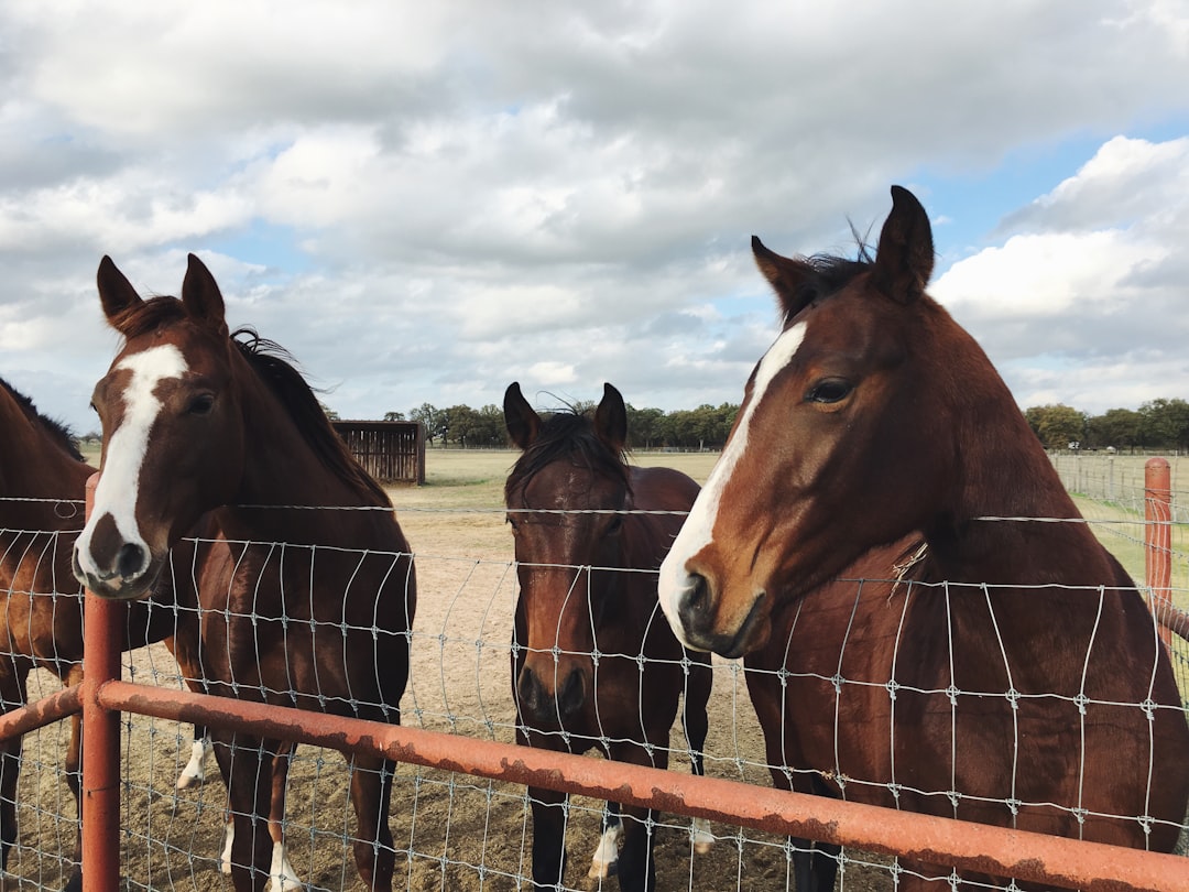 Three brown horses with white markings on their necks and heads, standing behind an old red metal fence in the countryside of Texas. The sky is cloudy and some green grass is visible beyond the wire mesh fence. A barn can be seen in the background. –ar 4:3