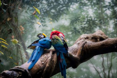 Two colorful parrots perched on the branch of an old tree in their natural habitat, surrounded by lush greenery and misty air. The vibrant colors of blue and green red feathers stand out against the background of dense foliage. In the style of Canon EOS R5 photography. --ar 128:85