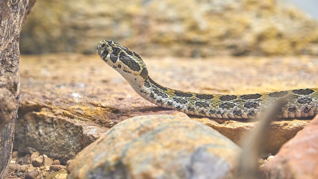 A close-up shot of the head and body slithering along rocks, with its tail coiled up in an arched position. The snake’s skin is patterned with dark green patches on white dots, creating contrast against its light brown rough scales. In the background, there is a rocky terrain with sparse vegetation. Captured using a Canon EFS lens for sharp details and natural colors, the scene conveys motion as it moves gracefully across the stones in the style of nature photography. –ar 16:9