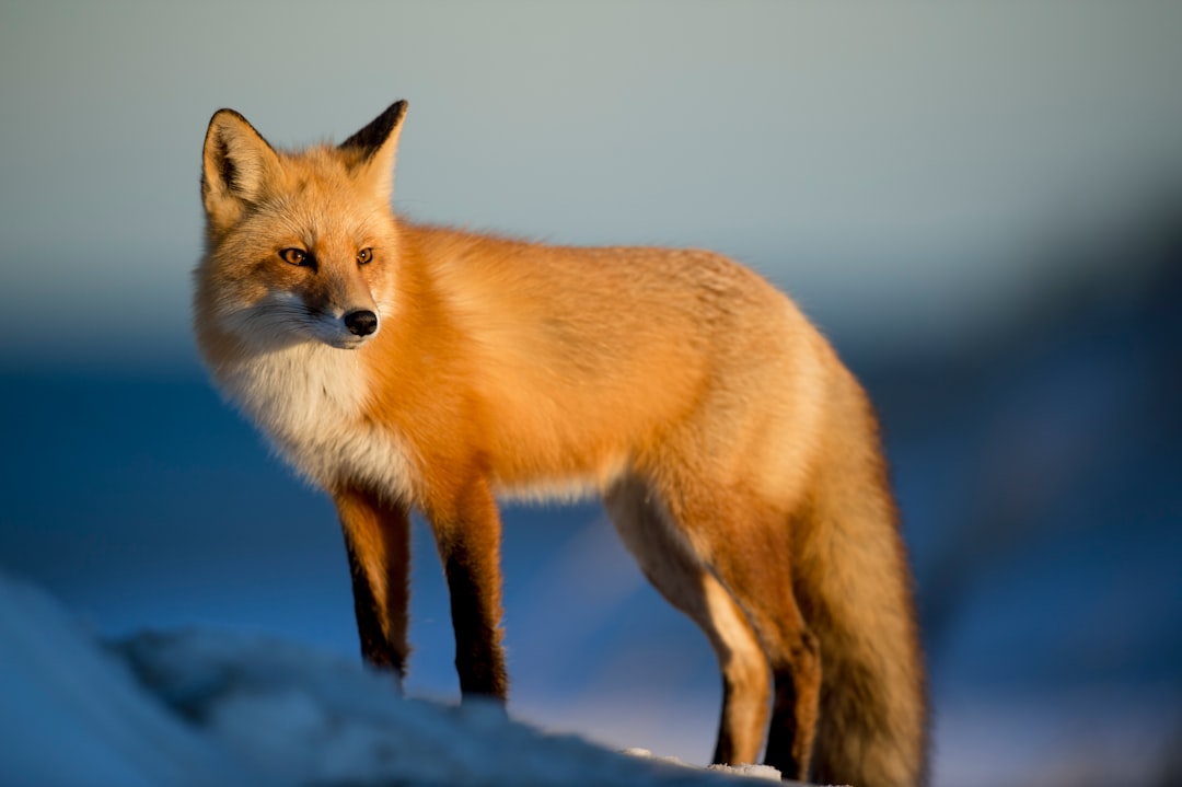 Red Fox standing in the snow, close up, photo in the style of National Geographic, sky blue background, golden hour light. –ar 128:85