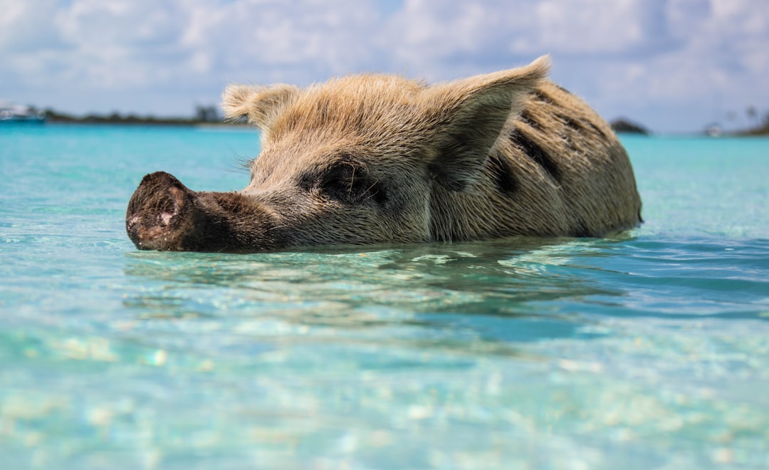 Close up portrait of a cute little pig swimming in clear turquoise water at Meat Island. The islands have an artistic style “Bacinge” reminiscent of the National Geographic photo style seen on Bowlie island. –ar 64:39