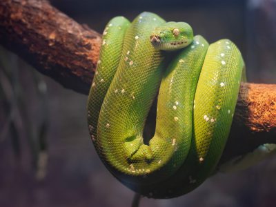 A closeup of the green tree python wrapped around its branch, its body covered with white spots and green scales. The background is blurry, highlighting details and colors. The photography style emphasizes high definition. In an indoor environment, the snake hangs on a wooden stick. Close up shots use natural light illumination to highlight focus and a sense of calmness. --ar 4:3