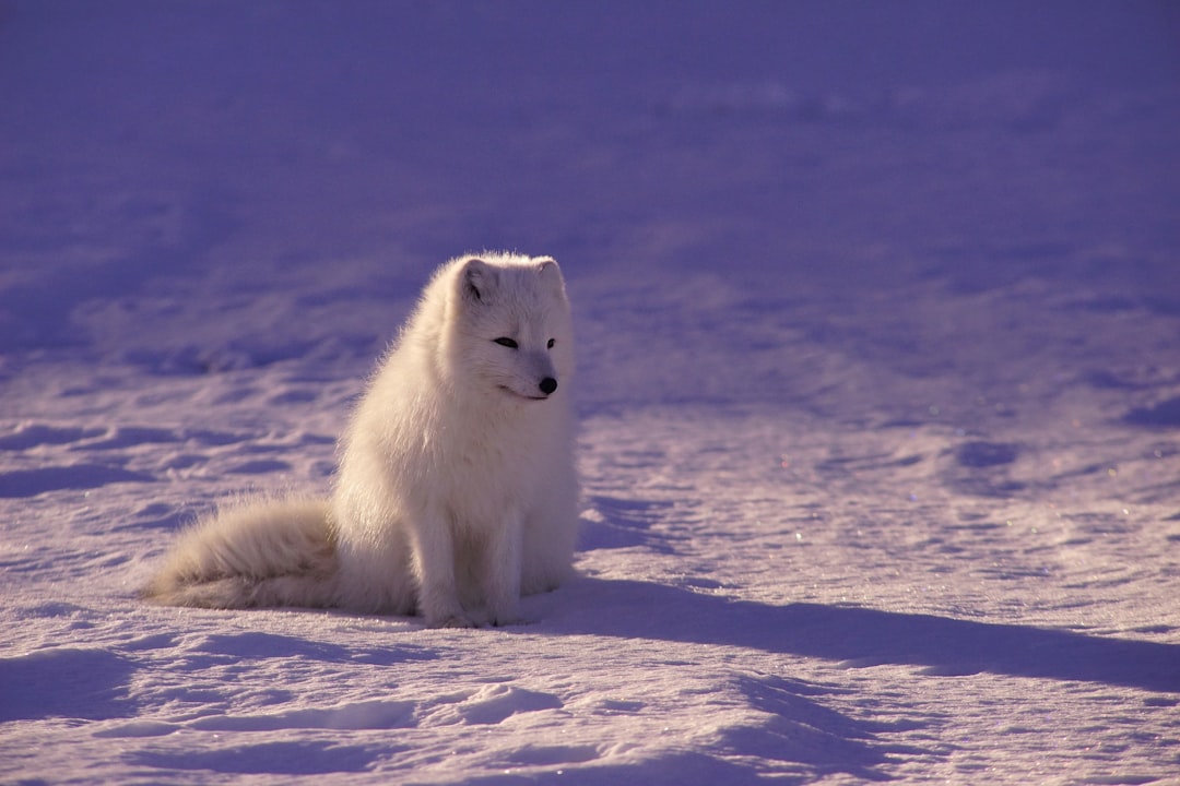 arctic fox sitting in the snow, arctic landscape, documentary photo in the style of National Geographic –ar 128:85