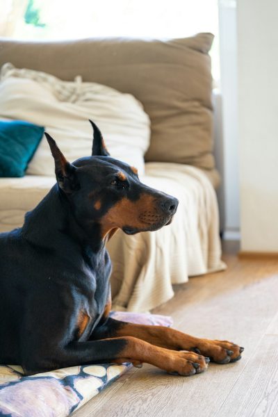 A Doberman Pinscher dog lies on the floor in front of an armchair, looking at something outside the frame, in a modern living room with wooden floors and a beige sofa. The photo was taken from a side angle with natural light in the style of professional photography at a high quality. --ar 85:128