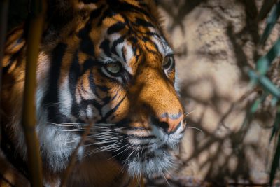 A close-up shot of an Asian tiger in its natural habitat, showcasing the majestic and powerful appearance with sharp eyes focused on something outside the camera view, captured using a Canon EOS1D X Mark III, f/2 lens, ISO at a Fx setting, and natural lighting to highlight details of the fur texture and stripes in the style of a National Geographic photographer. --ar 128:85