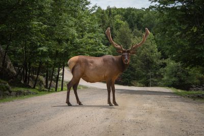 Photo of an elk standing on the side of a road in Adirondack National Park, shot with a Sony Alpha A7 IV camera in the style of no particular artist. --ar 128:85