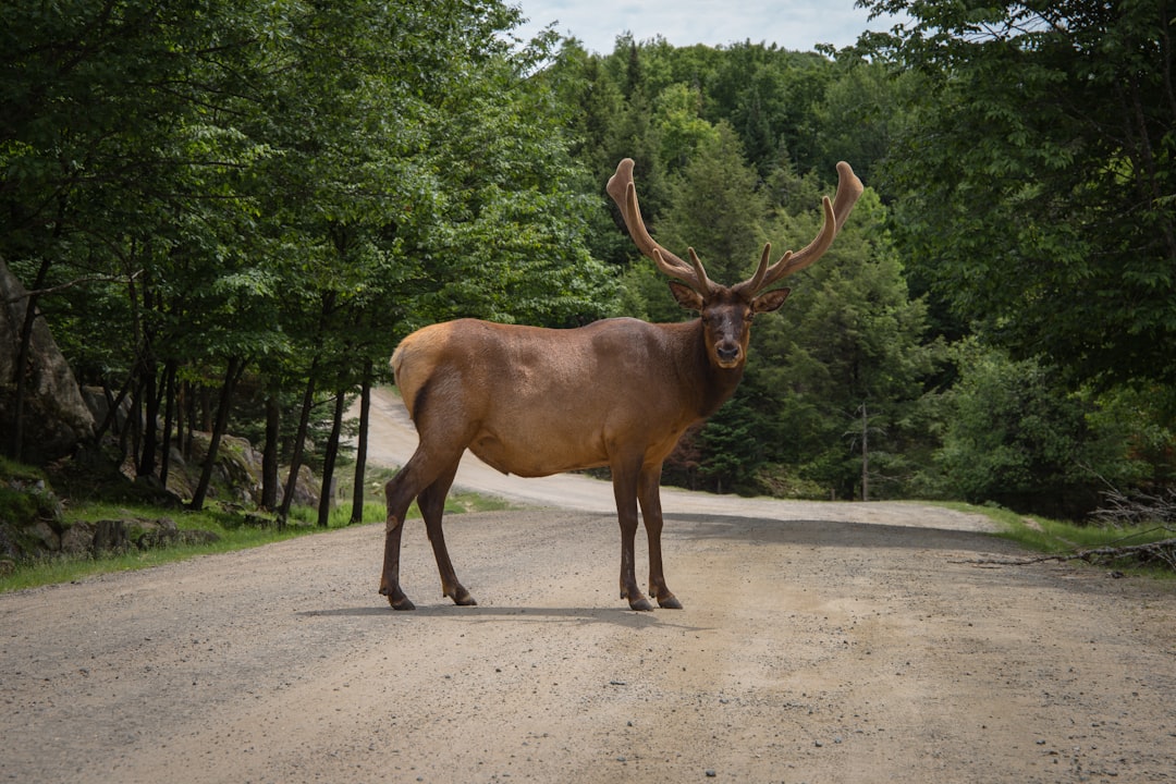 Photo of an elk standing on the side of a road in Adirondack National Park, shot with a Sony Alpha A7 IV camera in the style of no particular artist. –ar 128:85