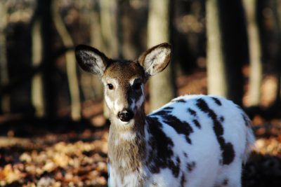 A photo of an all white deer with black spots on its fur standing in the woods. The photograph is taken from eye level and shows only half of the deer, she has big ears and dark eyes. She stands still facing forward looking at the camera. There are some leaves scattered around. It’s late afternoon and there are shadows behind, the background trees have long branches and wide trunks. Shot in the style of Canon EOS R5 at F2 ISO30. --ar 128:85