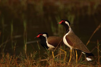 Redwmissed Vyarmps, two birds standing on the grassland near water in Ranthambore National Park in India. The male has a black head and red bill with a white face. The female has light brown plumage and yellow legs. In late afternoon lighting. The photo was taken from behind them. Canon EOS mark IV camera with an aperture of f/8. --ar 128:85