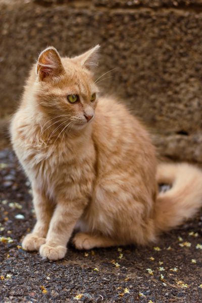 A cute orange cat, sitting on the ground with its back to stone walls, looking sideways at the camera, surrounded by small stones and scattered food, in the style of photography, with real details, at a high definition resolution. The cat's fur is a soft yellow color, its eyes are greenish-brown, showing a friendly expression, and it has long hair around its neck, adding an elegant touch to its appearance. --ar 85:128