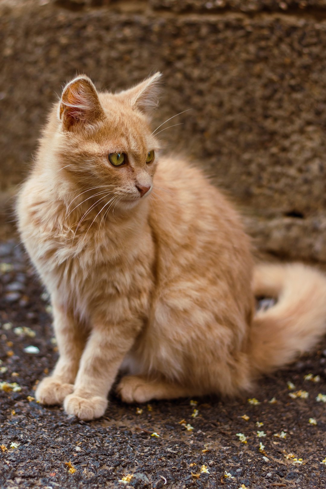 A cute orange cat, sitting on the ground with its back to stone walls, looking sideways at the camera, surrounded by small stones and scattered food, in the style of photography, with real details, at a high definition resolution. The cat’s fur is a soft yellow color, its eyes are greenish-brown, showing a friendly expression, and it has long hair around its neck, adding an elegant touch to its appearance. –ar 85:128