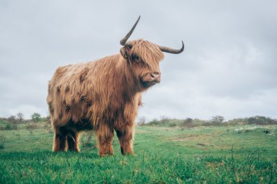 A photo of a highland cow standing in a grassy field, from the side view, in a wide shot, in the style of unsplash photography. --ar 128:85