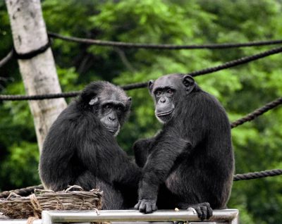 Two chimpanzees sitting on top of a horizontal wooden platform, with a rope fence around the pedestal and green trees in the background, one chimp looking at the camera and smiling while another looks to its right side, both wearing black fur, captured in natural daylight, in the style of wildlife photography with a high resolution camera shot using a wideangle lens. --ar 128:101