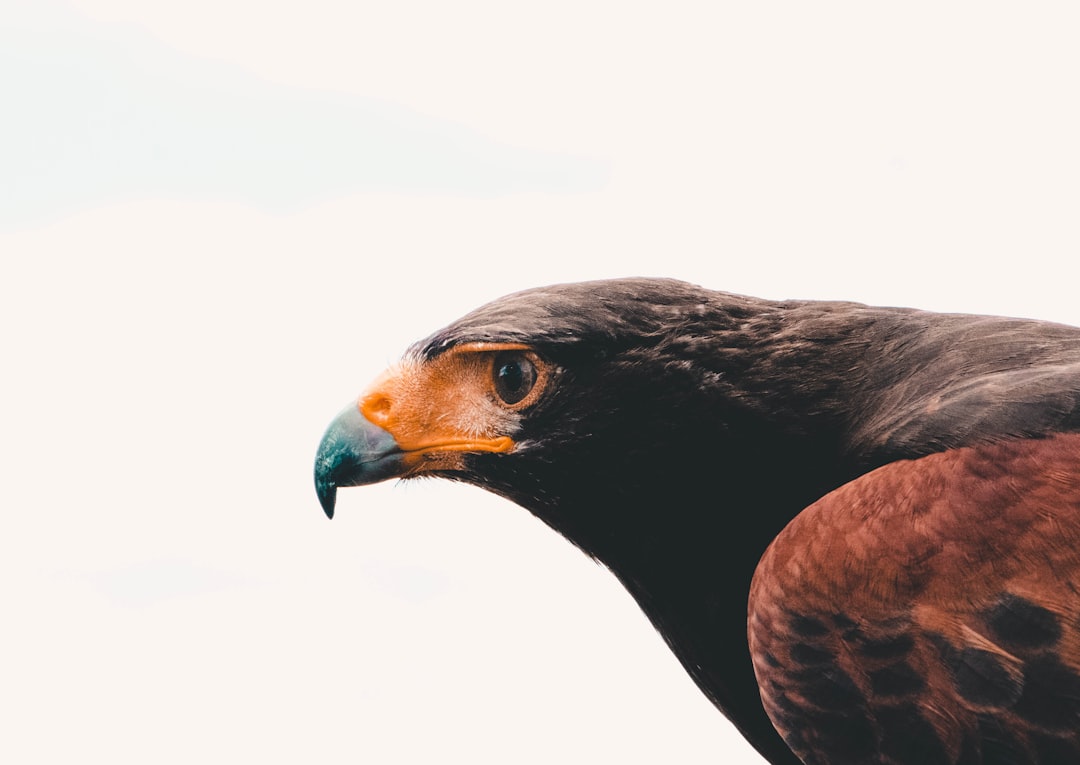 A close-up shot of the head and shoulders against a white background, a photo of an eagle in a natural pose against the sky, in the style of unsplash photography. –ar 64:45