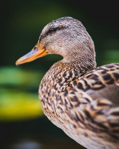 A close-up portrait of an adult female duck, focusing on its distinctive beak and the detailed texture of her feathers. The background is blurred to highlight details in natural lighting. This shot should capture the elegance and beauty of wildlife in the style of up couleur photographie. --ar 51:64