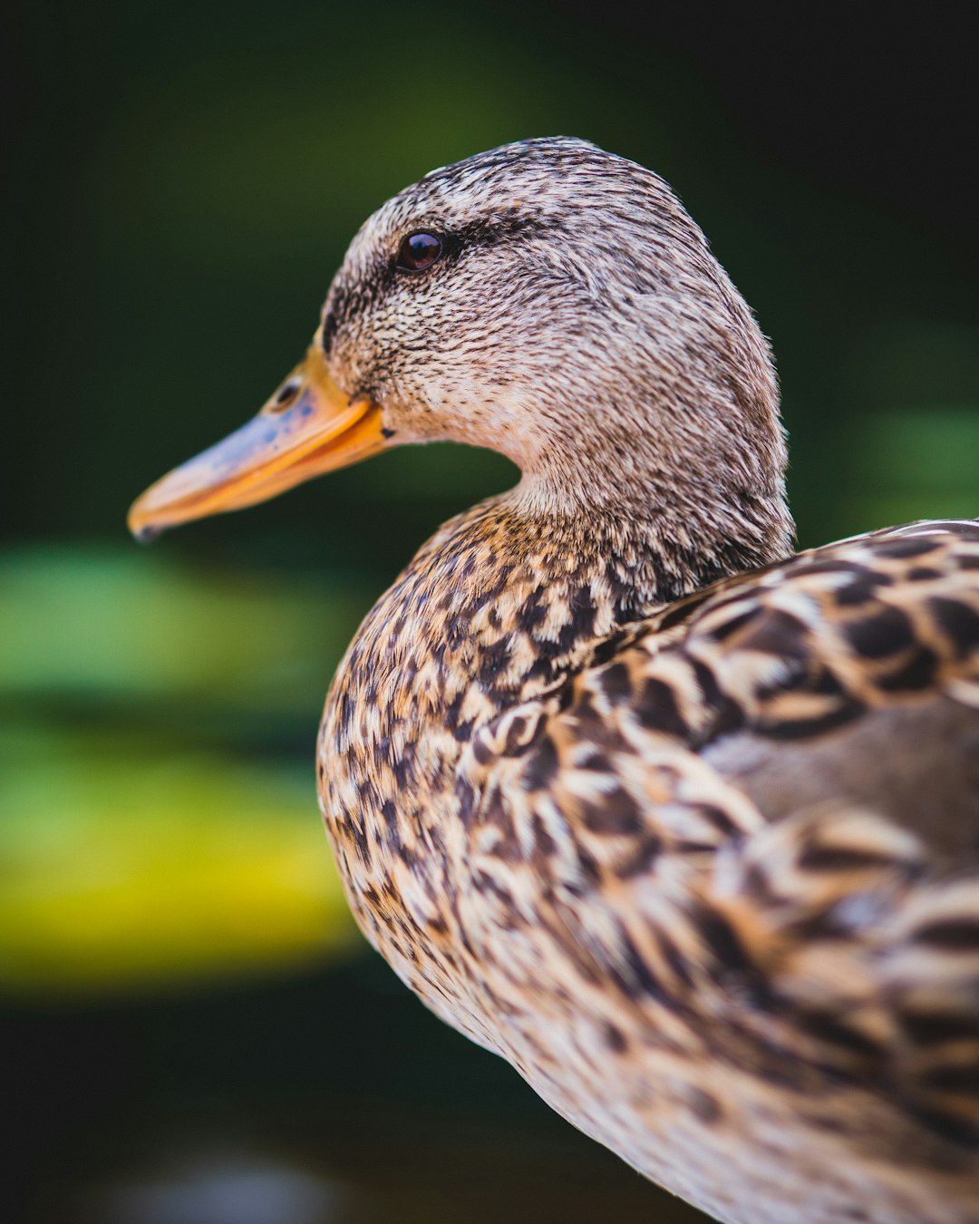 A close-up portrait of an adult female duck, focusing on its distinctive beak and the detailed texture of her feathers. The background is blurred to highlight details in natural lighting. This shot should capture the elegance and beauty of wildlife in the style of up couleur photographie. –ar 51:64