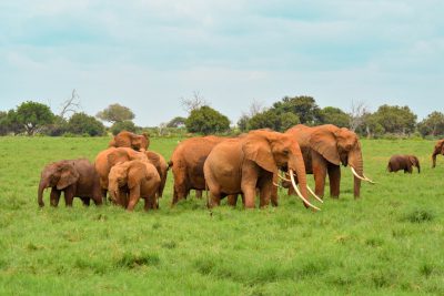 A herd of African red elephants, which have reddish-brown skin and long tusks, standing in the green grassland of an elephant park. The sky is blue with white clouds. --ar 128:85