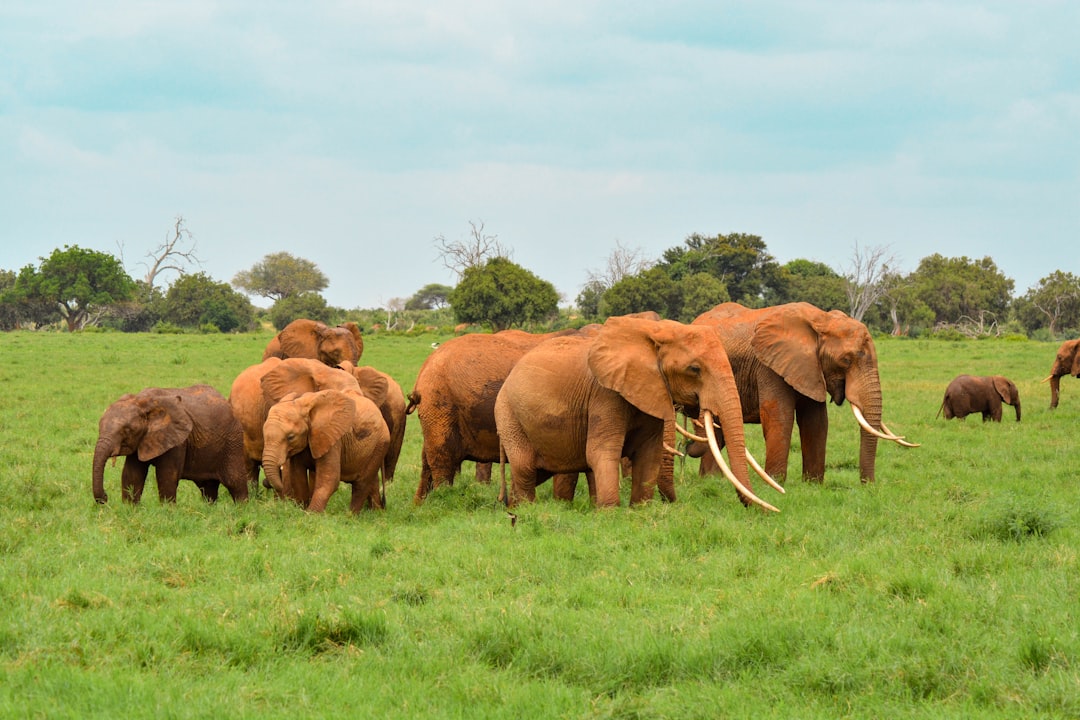 A herd of African red elephants, which have reddish-brown skin and long tusks, standing in the green grassland of an elephant park. The sky is blue with white clouds. –ar 128:85