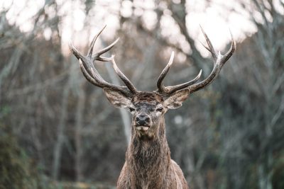 A majestic deer with impressive antlers standing in the forest, looking directly at the camera in a close up portrait. The style is reminiscent of unsplash photography, with high resolution, professional color grading, soft shadows, no contrast, sharp focus, and a natural light digital photography style. --ar 128:85