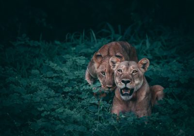 A wide shot photograph of two lionesses in green grass, with their heads down and eyes open looking at the camera, surrounded by dark green leaves, from a low angle view with cinematic lighting in the style of a night scene as a full body shot. --ar 128:89