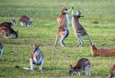 A group of kangaroos fighting in the grass, with one jumping on another to bite its neck and back legs raised high, while others watch from afar. The background is a green meadow, with other animals around. Shot in the style of Canon EOS R5 at F2 and ISO30. --ar 64:43