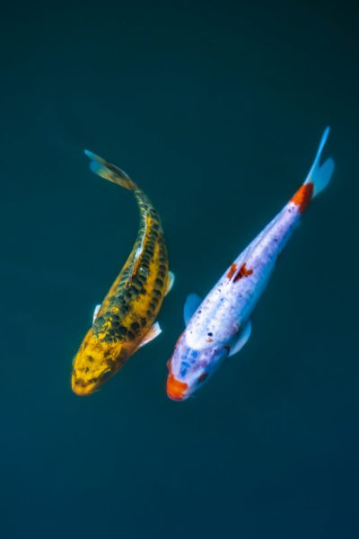 Two koi fish are swimming in the water. One is yellow and black with white dots on its body, the other has a red tail and blue back. It is a side view with a minimalist, dark green background. The style is simple with a symmetrical composition. It is a closeup, macro photograph with professional color grading. Clear details and sharp focus are shown with high resolution and high quality. --ar 85:128