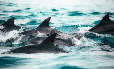 A group of dolphins in the ocean, closeup shot, photo taken with a Sony Alpha A7R IV, natural light, calm sea background, blue and green tones, high resolution, in the style of National Geographic. The camera used was a Sony FE2485mm f/3.6NSInteger". --ar 128:77