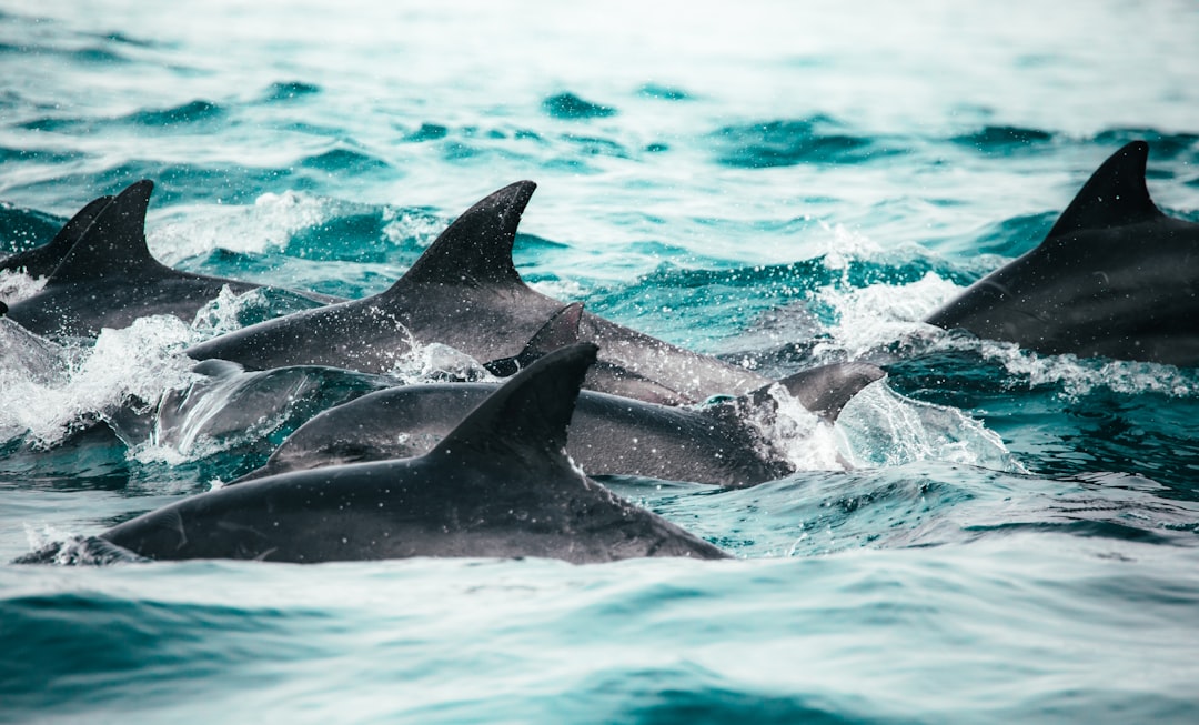 A group of dolphins in the ocean, closeup shot, photo taken with a Sony Alpha A7R IV, natural light, calm sea background, blue and green tones, high resolution, in the style of National Geographic. The camera used was a Sony FE2485mm f/3.6NSInteger”. –ar 128:77