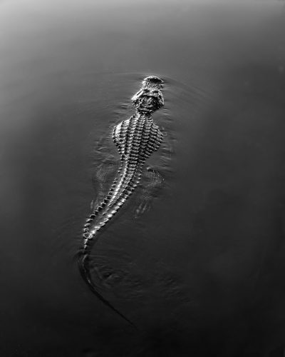 A black and white photograph of an alligator swimming in black water, from a top down view, award winning photography in the style of Daniel Kordan. --ar 51:64