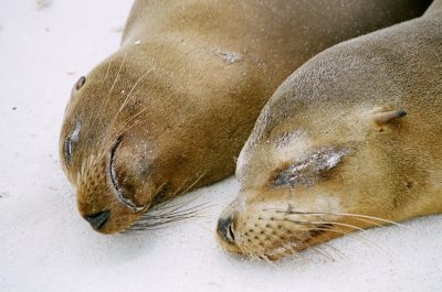 Closeup of two sea lions sleeping on the white sand of Galapagos Island, photo shot using the styles of Fujifilm and Kodak film. --ar 32:21