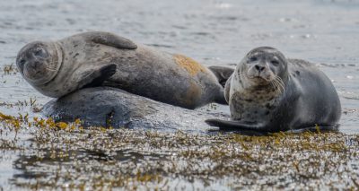 Two grey seals on rocks in the Scottish highlands, one is sitting with its head up while another lies down with its eyes closed and mouth open on a rock covered in seaweed in the water. In the style of Canon EOS --ar 32:17