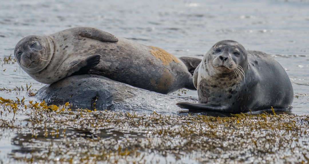 Two grey seals on rocks in the Scottish highlands, one is sitting with its head up while another lies down with its eyes closed and mouth open on a rock covered in seaweed in the water. In the style of Canon EOS –ar 32:17