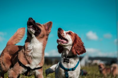 Two dogs playing together in the park, blue sky background, one dog is a brown and white border collie with a black collar around its neck, another is a red cocker spaniel wearing a teal colored humming jacket, both looking up at the clear sky while laughing happily, capturing their joyful interaction under the bright daylight, shot in the style of Sony Alpha A7 III camera using an F/4 lens. --ar 128:85