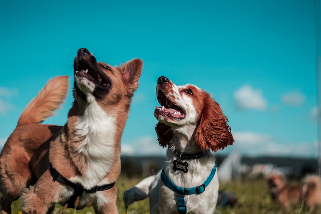 Two dogs playing together in the park, blue sky background, one dog is a brown and white border collie with a black collar around its neck, another is a red cocker spaniel wearing a teal colored humming jacket, both looking up at the clear sky while laughing happily, capturing their joyful interaction under the bright daylight, shot in the style of Sony Alpha A7 III camera using an F/4 lens. –ar 128:85