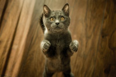 A grey cat standing on its hind legs, facing the camera with expressive eyes and paws raised in midair. The background is a wooden floor. Captured from above in the style of professional photography. --ar 128:85