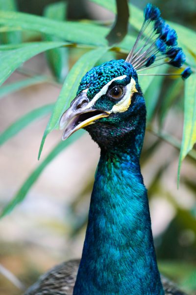 Photo of Indian peacock, headshot portrait, looking at the camera, green leaves in the background, taken with a Canon DSLR camera. The portrait is in the style of a realistic drawing.