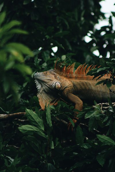 A photograph of an iguana in the jungle, in the style of unsplash photography. --ar 85:128