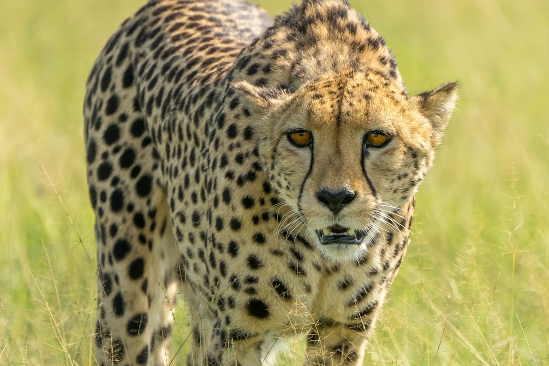 A closeup of an elegant cheetah, standing tall in the grasslands with its intense gaze and distinctive spots. The camera captures every detail from head to tail, highlighting its majestic beauty as it walks through the open plains. Nikon D850 DSLR photo, wide aperture for depth of field focus effect, and soft natural lighting. The background is blurred to emphasize it, creating a captivating portrait that highlights both strength and grace in the style of a National Geographic photographer. –ar 128:85